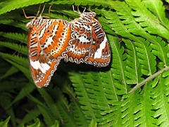 CairnsTC398 Butterflies Sanctuary